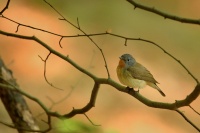 Lejsek maly - Ficedula parva - Red-breasted Flycatcher 5279